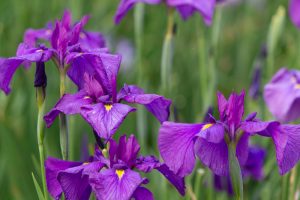 大池公園、花しょうぶ、5月の夏の花、愛知県東海市の観光・撮影スポットの画像と写真