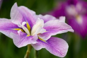 大池公園、花しょうぶ、5月の夏の花、愛知県東海市の観光・撮影スポットの画像と写真