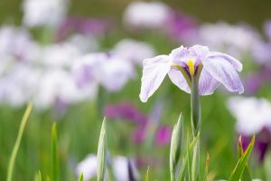 大池公園、花しょうぶ、5月の夏の花、愛知県東海市の観光・撮影スポットの画像と写真