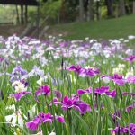 大池公園、花しょうぶ、5月の夏の花、愛知県東海市の観光・撮影スポットの画像と写真