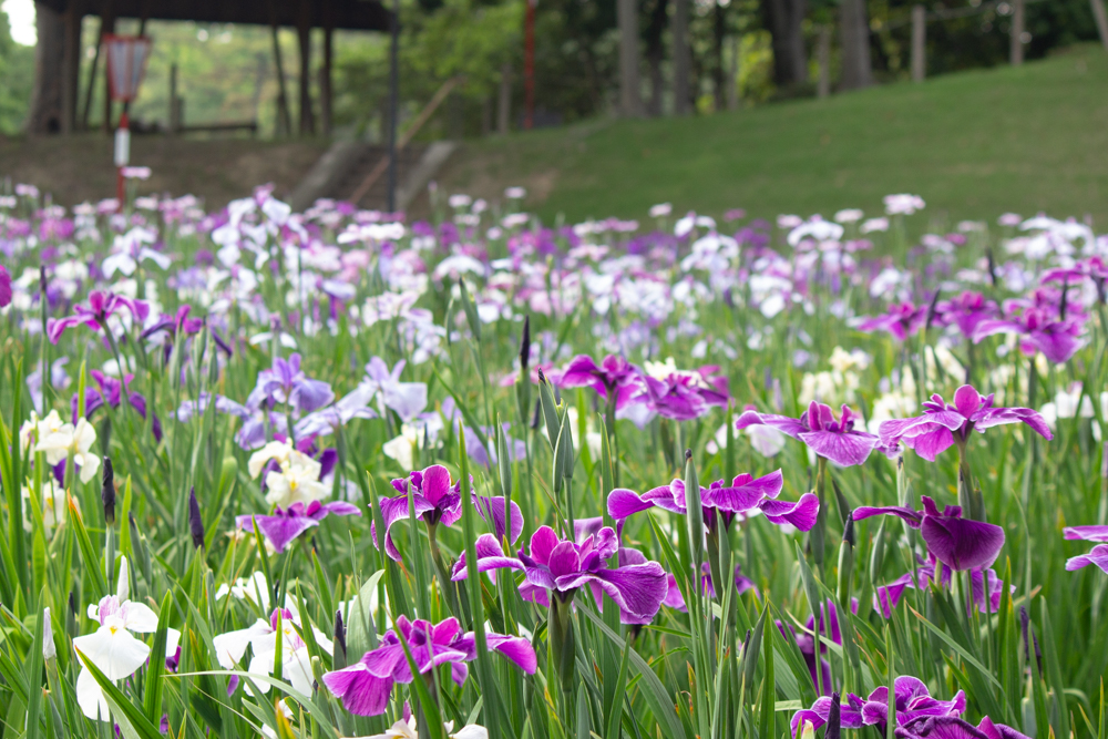 大池公園、花しょうぶ、5月の夏の花、愛知県東海市の観光・撮影スポットの画像と写真