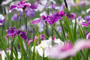大池公園、花しょうぶ、5月の夏の花、愛知県東海市の観光・撮影スポットの画像と写真