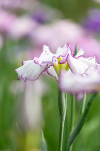 大池公園、花しょうぶ、5月の夏の花、愛知県東海市の観光・撮影スポットの画像と写真