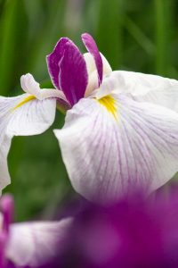 大池公園、花しょうぶ、5月の夏の花、愛知県東海市の観光・撮影スポットの画像と写真