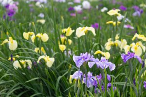 大池公園、花しょうぶ、5月の夏の花、愛知県東海市の観光・撮影スポットの画像と写真
