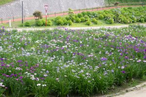 大池公園、花しょうぶ、5月の夏の花、愛知県東海市の観光・撮影スポットの画像と写真