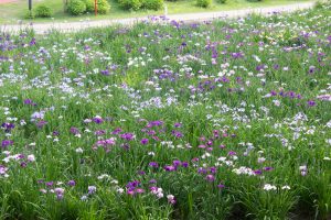 大池公園、花しょうぶ、5月の夏の花、愛知県東海市の観光・撮影スポットの画像と写真