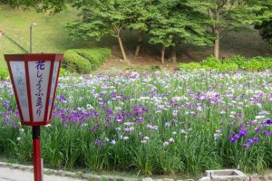大池公園、花しょうぶ、5月の夏の花、愛知県東海市の観光・撮影スポットの画像と写真
