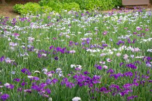 大池公園、花しょうぶ、5月の夏の花、愛知県東海市の観光・撮影スポットの画像と写真