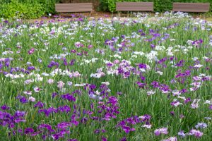 大池公園、花しょうぶ、5月の夏の花、愛知県東海市の観光・撮影スポットの画像と写真