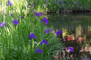 大倉公園、カキツバタ、5月の夏の花、愛知県大府市の観光・撮影スポットの画像と写真