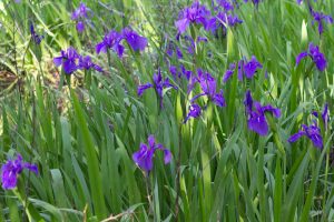 大倉公園、カキツバタ、5月の夏の花、愛知県大府市の観光・撮影スポットの画像と写真