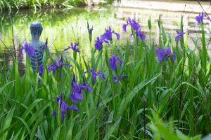 大倉公園、カキツバタ、5月の夏の花、愛知県大府市の観光・撮影スポットの画像と写真