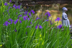 大倉公園、カキツバタ、5月の夏の花、愛知県大府市の観光・撮影スポットの画像と写真