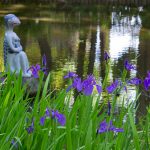 大倉公園、カキツバタ、5月の夏の花、愛知県大府市の観光・撮影スポットの画像と写真