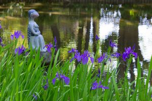 大倉公園、カキツバタ、5月の夏の花、愛知県大府市の観光・撮影スポットの画像と写真
