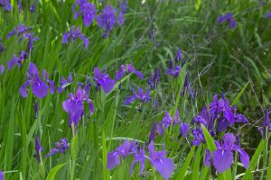 大倉公園、カキツバタ、5月の夏の花、愛知県大府市の観光・撮影スポットの画像と写真