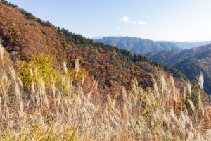大倉滝、せせらぎ街道、清美展望台、紅葉、11月、岐阜県高山市の観光・撮影スポットの画像と写真