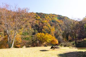 大倉滝、せせらぎ街道、紅葉、そば処清見庵、11月、岐阜県高山市の観光・撮影スポットの画像と写真