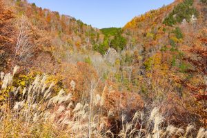 大倉滝、せせらぎ街道、清美展望台、紅葉、11月、岐阜県高山市の観光・撮影スポットの画像と写真