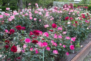 王子製紙バラ園、5月の夏の花、愛知県春日井市の観光・撮影スポットの画像と写真