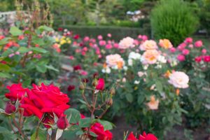 王子製紙バラ園、5月の夏の花、愛知県春日井市の観光・撮影スポットの画像と写真
