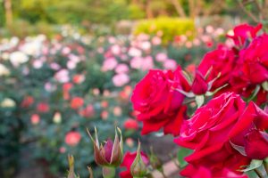 王子製紙バラ園、5月の夏の花、愛知県春日井市の観光・撮影スポットの画像と写真