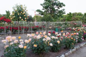 王子製紙バラ園、5月の夏の花、愛知県春日井市の観光・撮影スポットの画像と写真