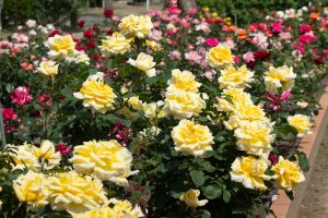王子製紙バラ園、5月の夏の花、愛知県春日井市の観光・撮影スポットの画像と写真王子製紙バラ園、5月の夏の花、愛知県春日井市の観光・撮影スポットの画像と写真