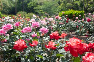 王子製紙バラ園、5月の夏の花、愛知県春日井市の観光・撮影スポットの画像と写真王子製紙バラ園、5月の夏の花、愛知県春日井市の観光・撮影スポットの画像と写真