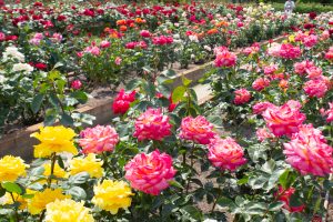王子製紙バラ園、5月の夏の花、愛知県春日井市の観光・撮影スポットの画像と写真王子製紙バラ園、5月の夏の花、愛知県春日井市の観光・撮影スポットの画像と写真