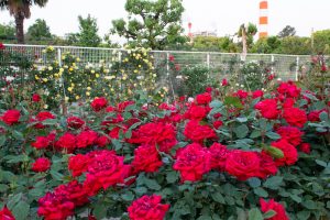 王子製紙バラ園、5月の夏の花、愛知県春日井市の観光・撮影スポットの画像と写真