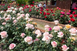 王子製紙バラ園、5月の夏の花、愛知県春日井市の観光・撮影スポットの画像と写真