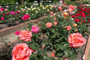 王子製紙バラ園、5月の夏の花、愛知県春日井市の観光・撮影スポットの画像と写真