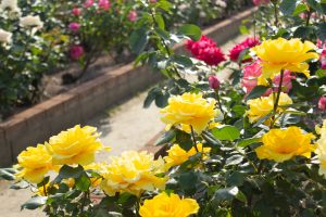 王子製紙バラ園、5月の夏の花、愛知県春日井市の観光・撮影スポットの画像と写真