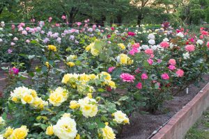 王子製紙バラ園、5月の夏の花、愛知県春日井市の観光・撮影スポットの画像と写真