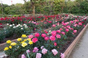 王子製紙バラ園、5月の夏の花、愛知県春日井市の観光・撮影スポットの画像と写真王子製紙バラ園、5月の夏の花、愛知県春日井市の観光・撮影スポットの画像と写真