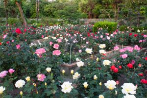 王子製紙バラ園、5月の夏の花、愛知県春日井市の観光・撮影スポットの画像と写真