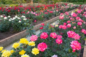 王子製紙バラ園、5月の夏の花、愛知県春日井市の観光・撮影スポットの画像と写真