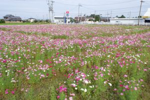 弥富市コスモス畑、鮫ケ地、10月の秋の花、愛知県弥富市の観光・撮影スポットの画像と写真
