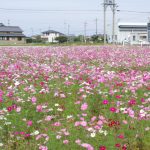 弥富市コスモス畑、鮫ケ地、10月の秋の花、愛知県弥富市の観光・撮影スポットの画像と写真