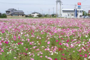 弥富市コスモス畑、鮫ケ地、10月の秋の花、愛知県弥富市の観光・撮影スポットの画像と写真