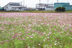 弥富市コスモス畑、鮫ケ地、10月の秋の花、愛知県弥富市の観光・撮影スポットの画像と写真