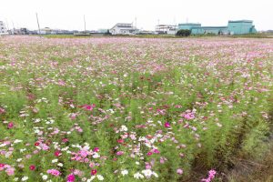 弥富市コスモス畑、鮫ケ地、10月の秋の花、愛知県弥富市の観光・撮影スポットの画像と写真
