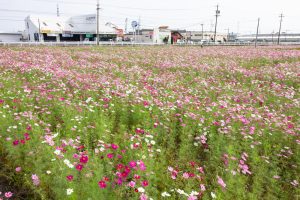 弥富市コスモス畑、鮫ケ地、10月の秋の花、愛知県弥富市の観光・撮影スポットの画像と写真