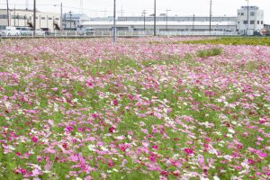 弥富市コスモス畑、鮫ケ地、10月の秋の花、愛知県弥富市の観光・撮影スポットの画像と写真