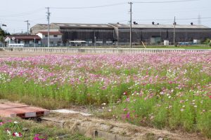 弥富市コスモス畑、鮫ケ地、10月の秋の花、愛知県弥富市の観光・撮影スポットの画像と写真