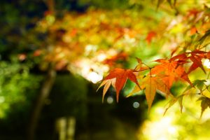 白鳥庭園、観楓会、紅葉、ライトアップ、11月、秋、名古屋市熱田区の観光・撮影スポットの画像と写真