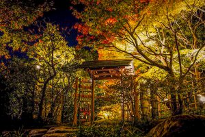 白鳥庭園、観楓会、紅葉、ライトアップ、11月、秋、名古屋市熱田区の観光・撮影スポットの画像と写真
