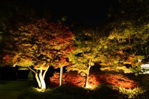 白鳥庭園、観楓会、紅葉、ライトアップ、11月、秋、名古屋市熱田区の観光・撮影スポットの画像と写真